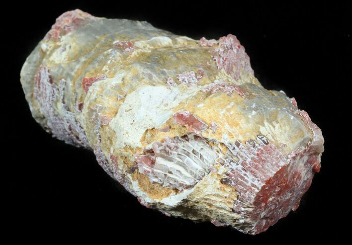 Pennsylvanian Aged Red Agatized Horn Coral - Utah #46151
